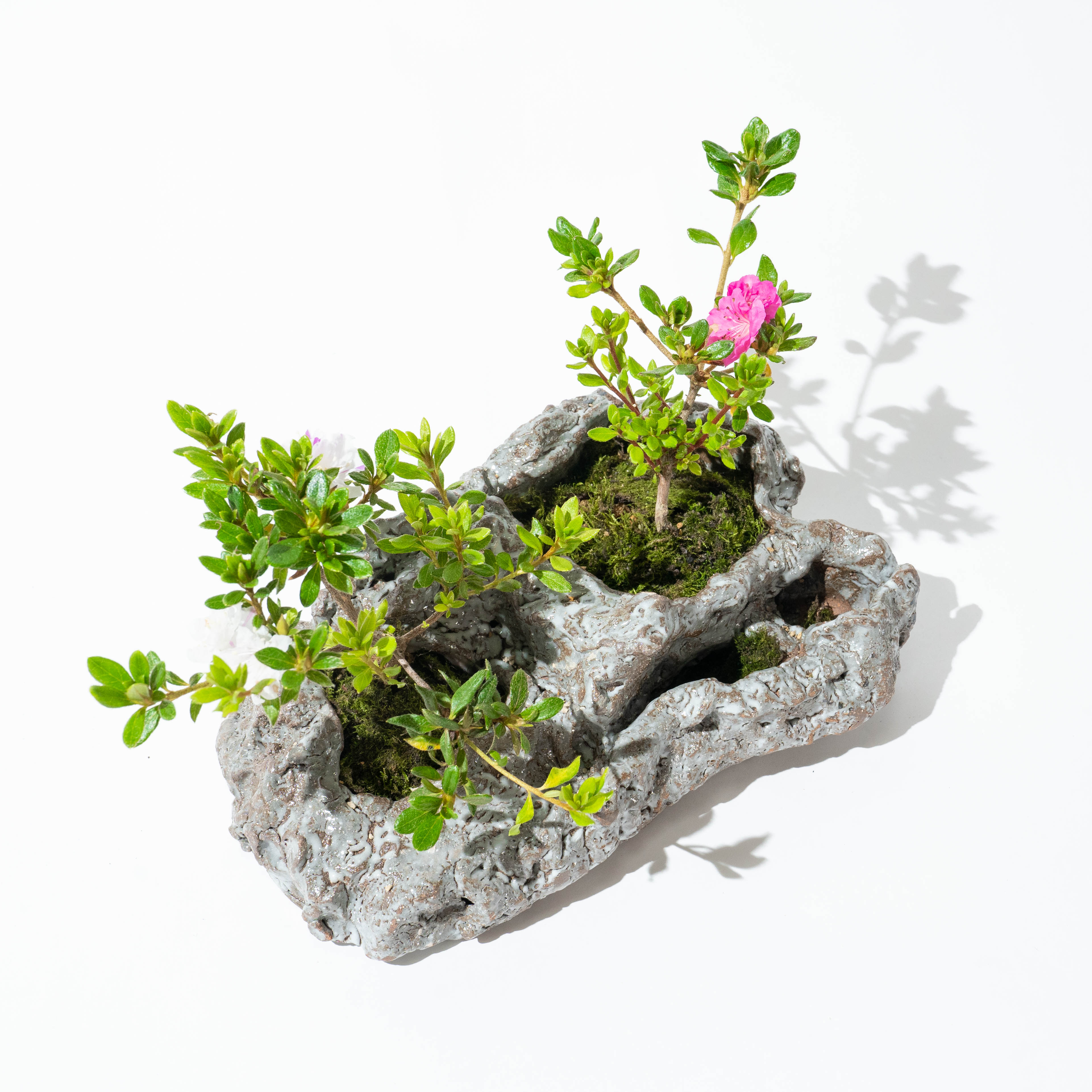 bonsai