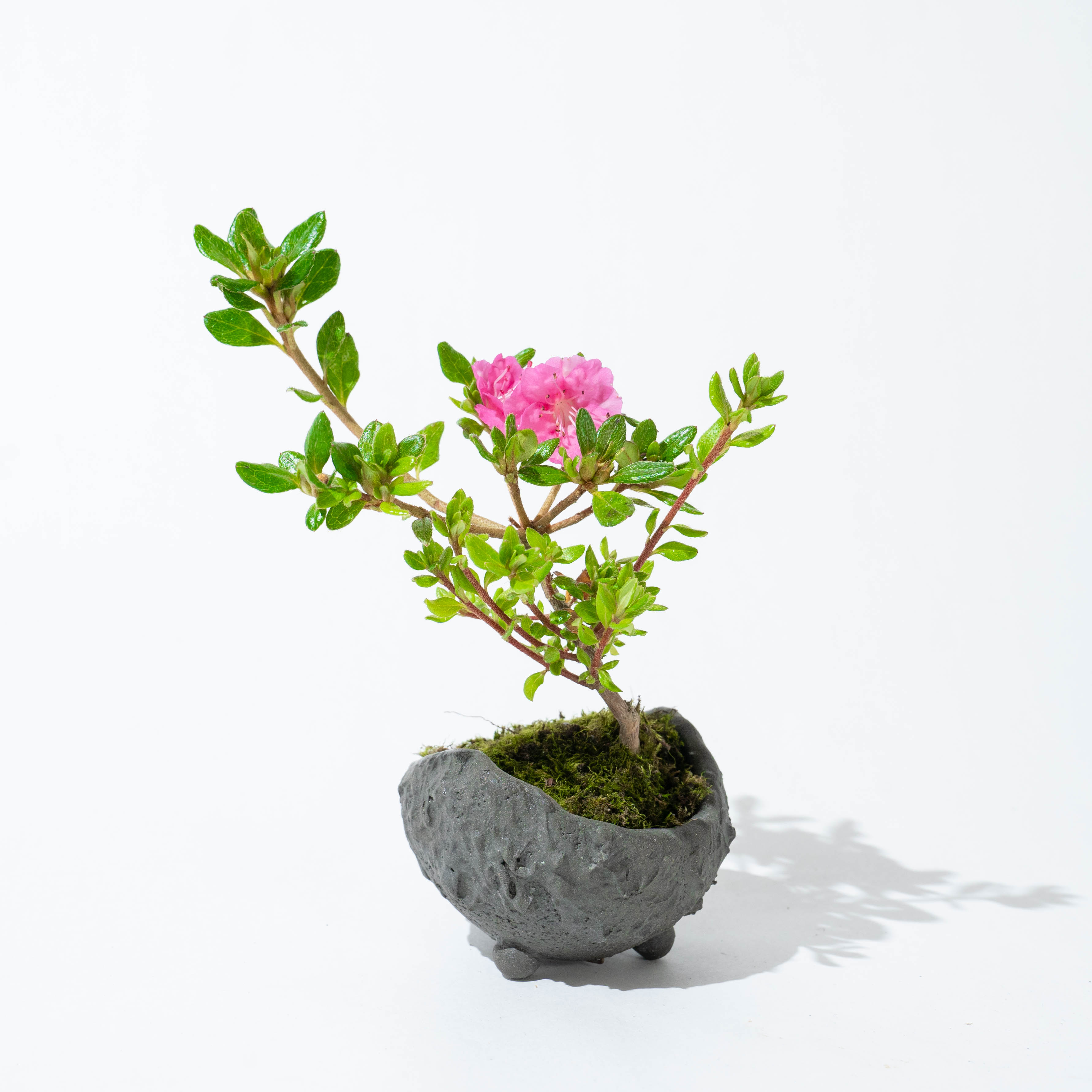 bonsai