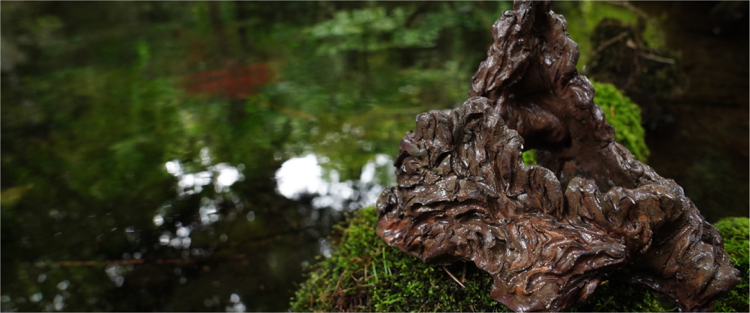 bonsai